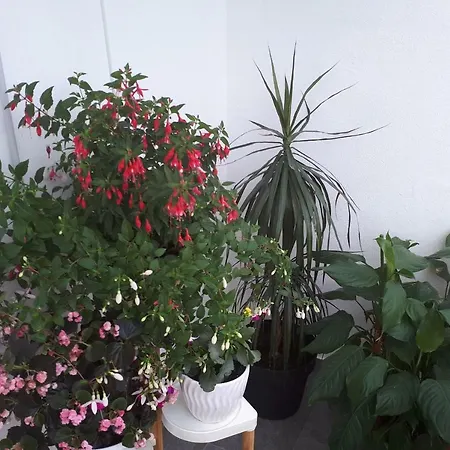 Apartment Kate Split